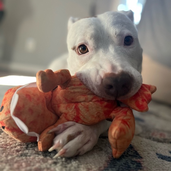 ✨READ ME! ✨ - Picture 9 of 11